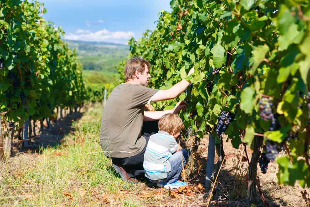 Mand og barn tjekker vinplanter i Rheingau i Tyskland.