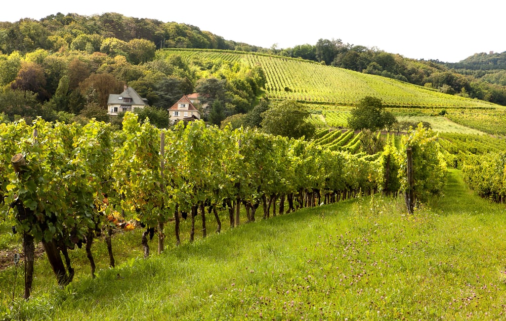Vinmark i Alsace i Frankrig med huse i baggrunden.