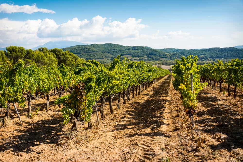 Vinmark i Rhônedalen i Frankrig.