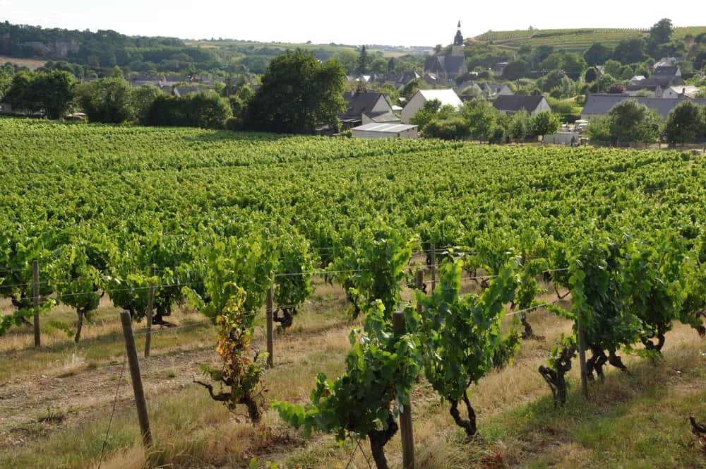Vinmarker i Coteaux du Layon i Frankrig.