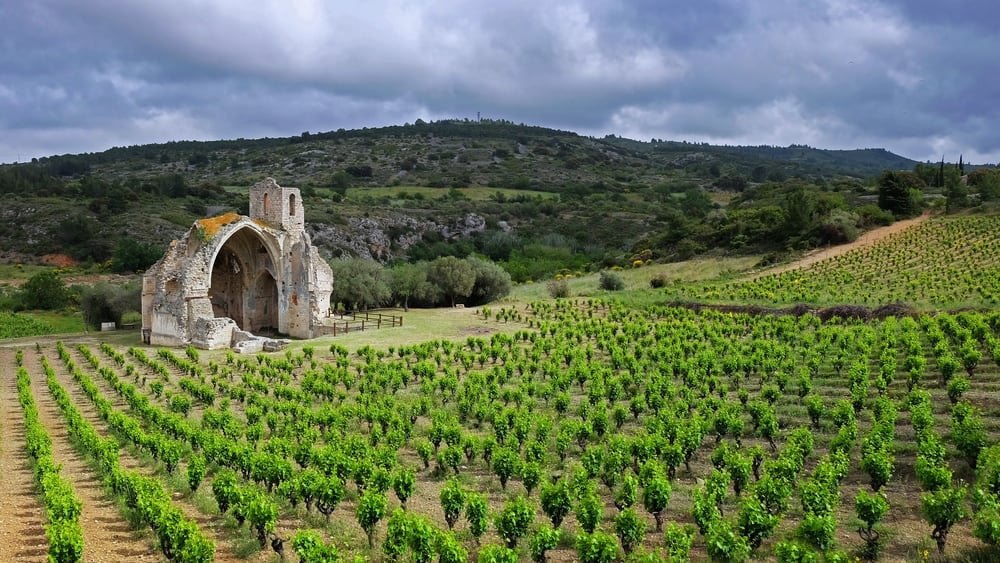 Vinmarker i Languedoc-Roussillon i Frankrig.