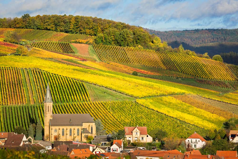 Vinmarker i Pfalz i Tyskland.