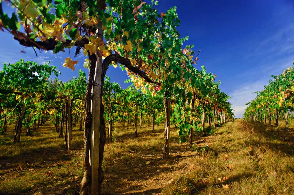Vinplanter i Chianti i Italien (Toscana).